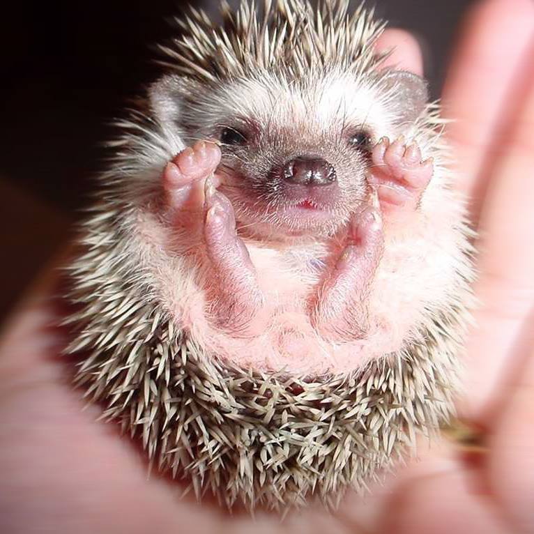 garden hedgehog